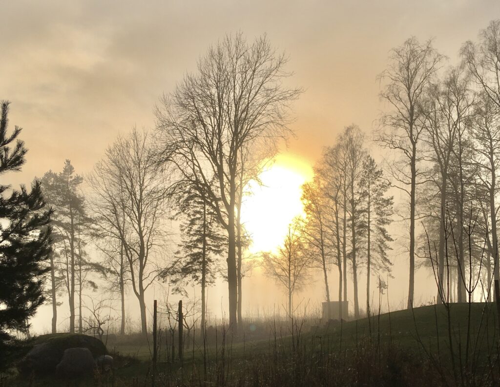 Bild av kala träd och en molnig himmel där solen tittar fram och färgar omgivningen svagt rosa